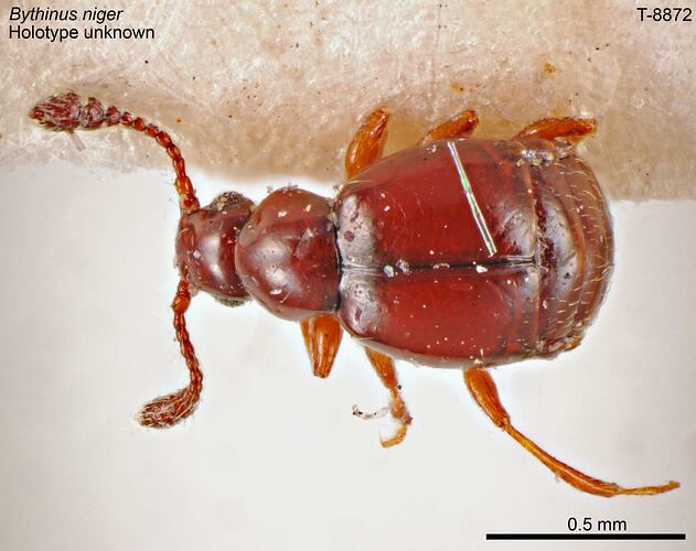 Beetle specimen, dorsal view.