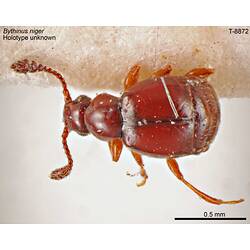 Beetle specimen, dorsal view.