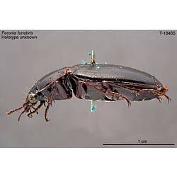 Pinned beetle specimen, side view.