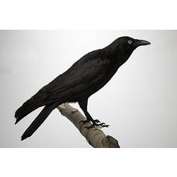 Side view of black raven specimen mounted on branch.