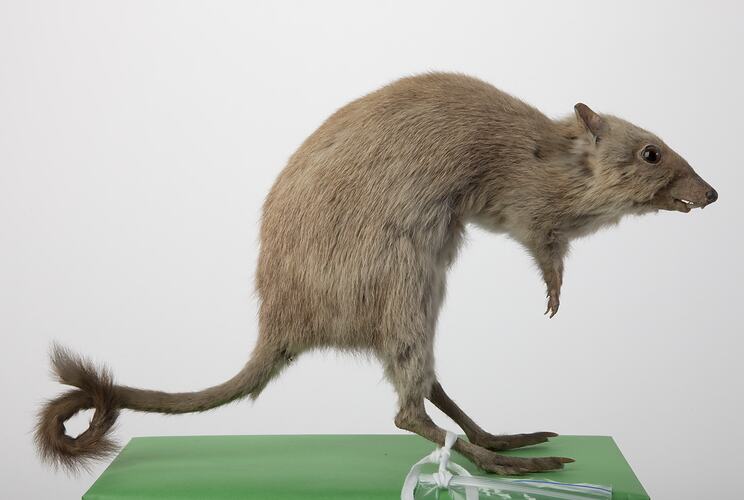 Side view of Woylie specimen mounted standing on hind legs.
