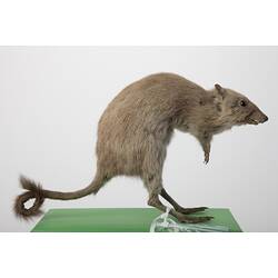 <em>Bettongia penicillata</em>