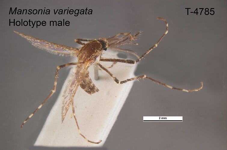 Mosquito specimen, male, dorsal view.
