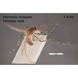 Mosquito specimen, male, dorsal view.