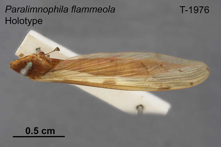 Crane fly specimen, dorsal view.