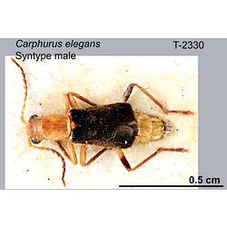 Beetle specimen, male, dorsal view.
