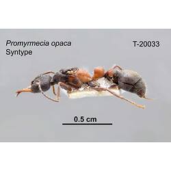 Ant specimen, lateral view.