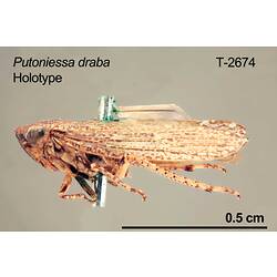 Leafhopper specimen, lateral view.