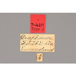 Entomology type specimen labels.