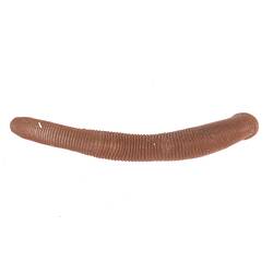 Annelid worm specimen, top view.