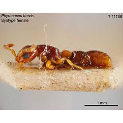 Ant specimen, female, lateral view.