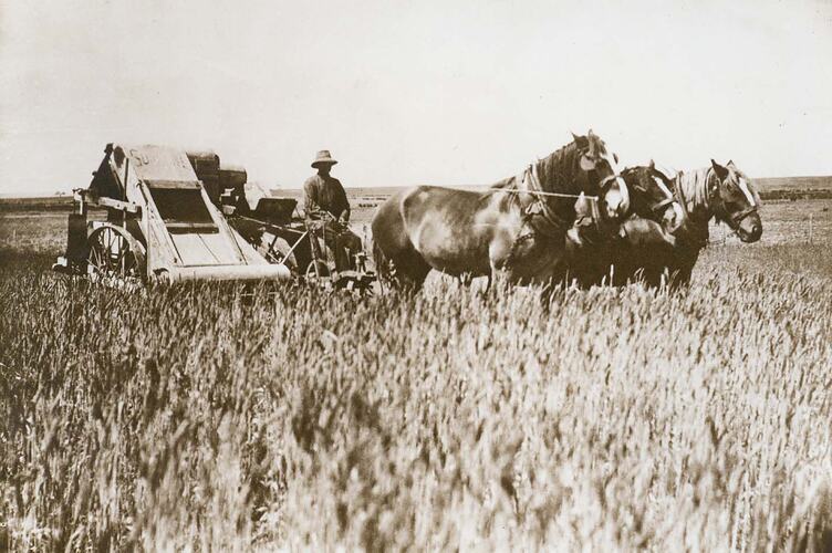 Man driving a 3 horse team, pulling an early model harvester in field of wheat.