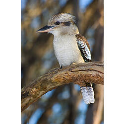 A Laughing Kookaburra perched on a branch.