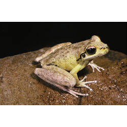 A Lesueur's Frog on a wet rock.