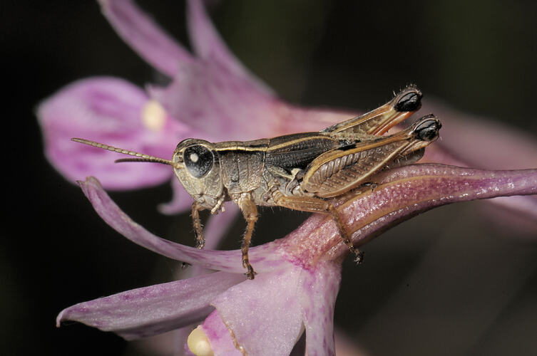 A Wingless Grasshopper on a purple flower.