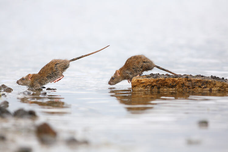 Brown Rats jumping between rocks at the water's edge.