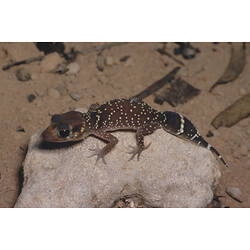 A Thick-tailed Gecko lying on top of a small rock.