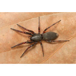 <em>Lampona cylindrata</em> (Koch, 1866), White-tailed Spider