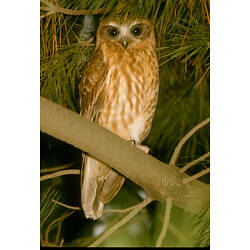 A Southern Boobook (owl) perched on a branch at night.