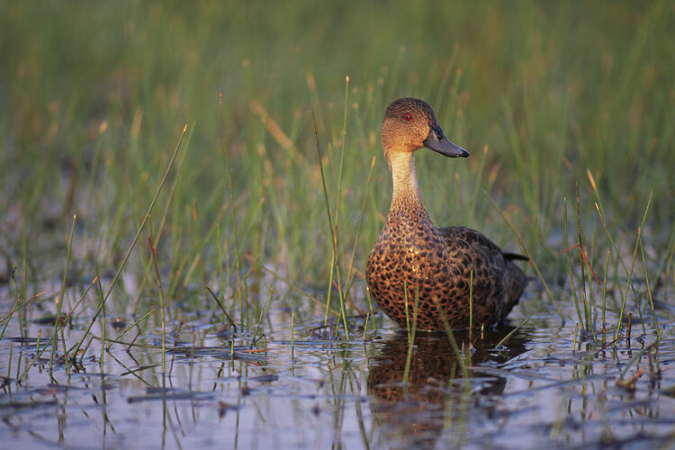 A Grey Teal standing between reeds in shallow water.