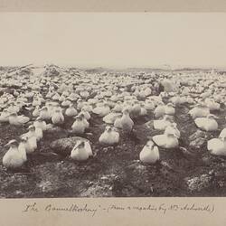 Photograph - Gannet Rookery, Furneaux Group, 1893