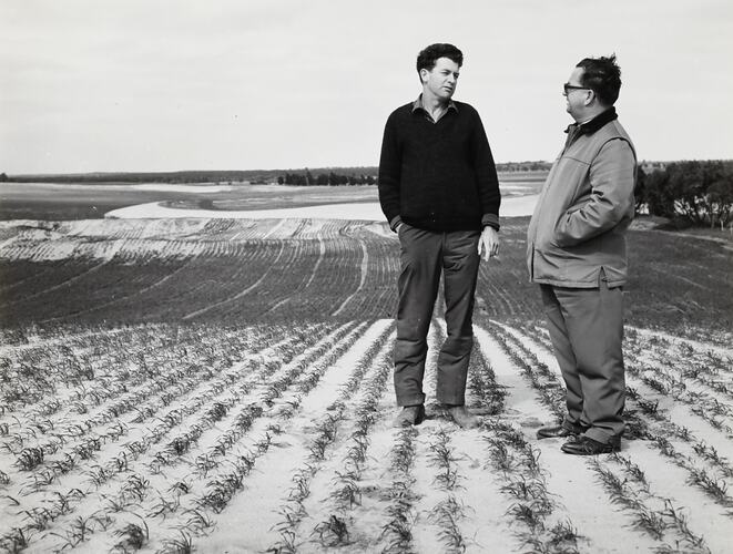 Photograph - Massey Ferguson, Dealership Staff, Woomelang, Victoria, 1960s