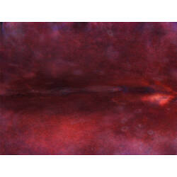 Family Pseudocerotidae, flatworm. Portsea Pier, Victoria. [F 172808]