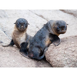 Two Australian Fur Seal pups clambering on rocks.