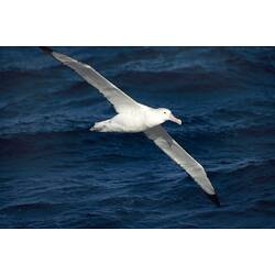 A bird, a Wandering Albatross, in flight over water.