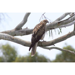 A Whistling Kite perched on a branch of a tree.