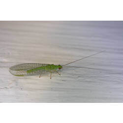 A Green Lacewing on a white wall.