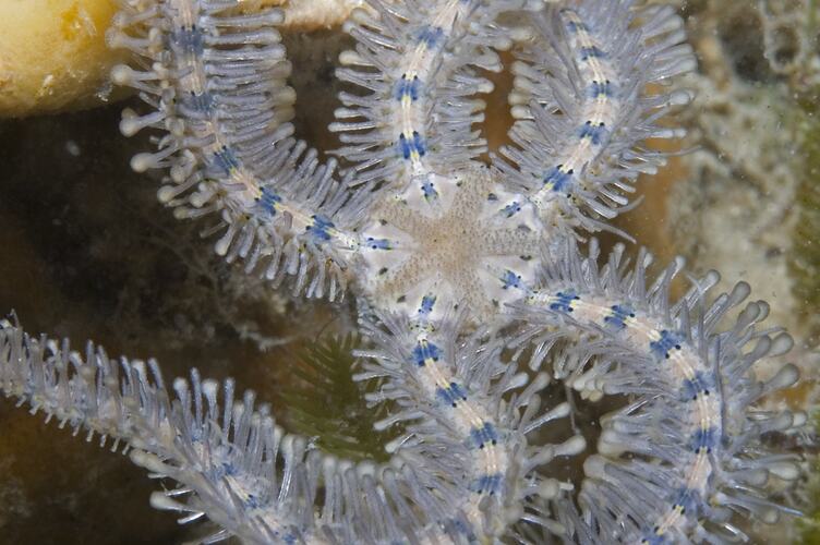 Brittle star on a reef.