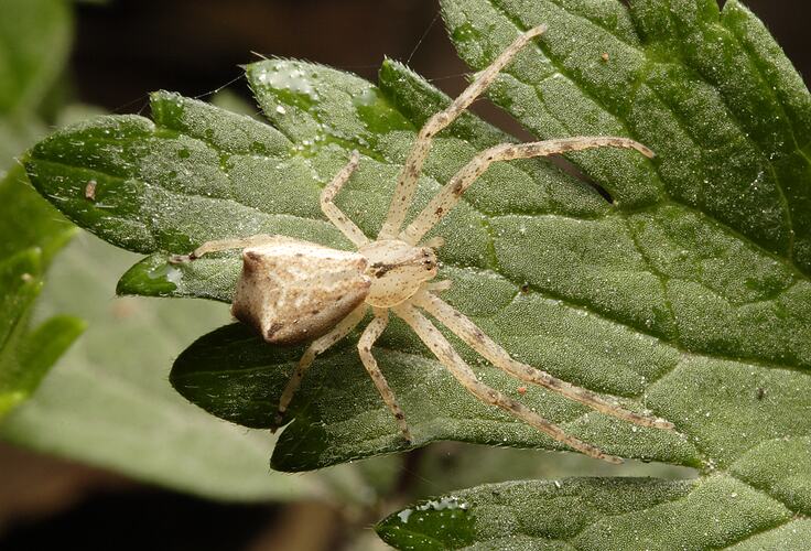 A Crab Spider on a green leaf.