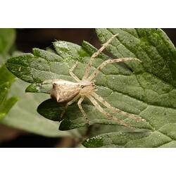 A Crab Spider on a green leaf.