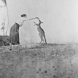 Negative - Bella Whelan with Pet Kangaroo, Annuello, Victoria, 1924