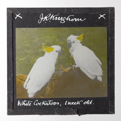 Lantern Slide - White Cockatoos, 1 Week Old, 1920-1940