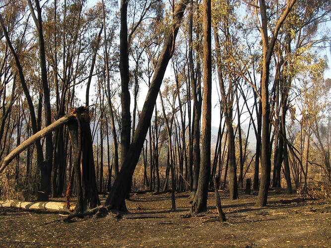 Digital Photograph - Black Saturday Bushfires, Rosewhite, Victoria, 13 February 2009