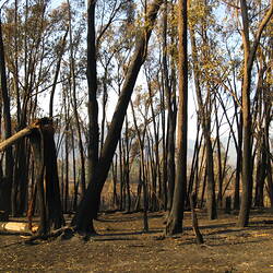 Digital Photograph - Bare Forest, Black Saturday Bushfires Aftermath, Rosewhite, Victoria, 13 Feb 2009