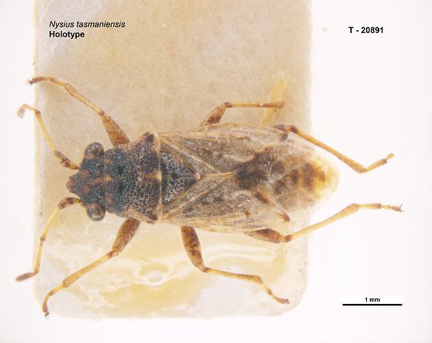 Bug specimen, dorsal view.