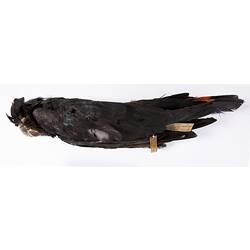 Dry bird skin specimen with labels.