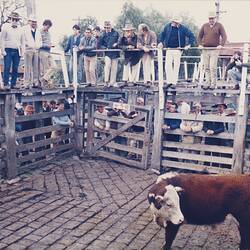 Digital Photograph - Cattle Sale, Newmarket Saleyards, Newmarket, 1987