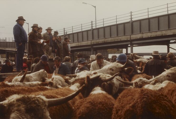 Store Sale, Newmarket Saleyards, 8 Aug 1985