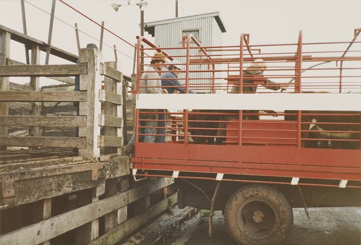 Loading Cattle onto Transport Truck, Newmarket Saleyards, Sept 1985
