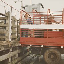 Digital Photograph - Loading Cattle onto Transport Truck, Newmarket Saleyards, Newmarket, Sep 1985