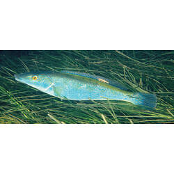 Elongated blue fish in front of seagrass.