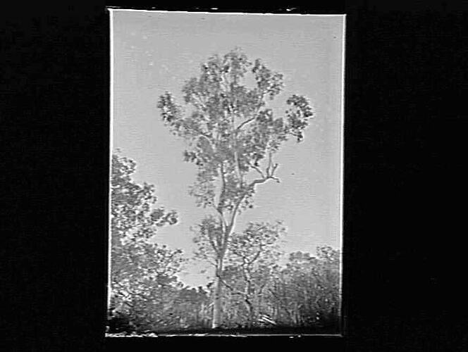 Glass Negative Tree, by A.J. Campbell, Queensland, circa 1900