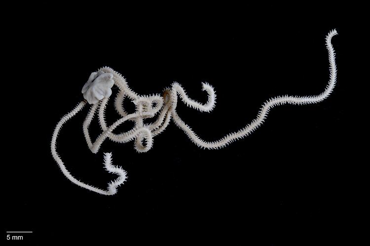 Brittle star with five long arms.