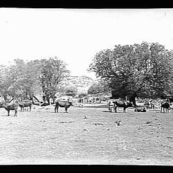Glass Negative - Cattle in Paddock, by A.J. Campbell, Phillip Island (?), Victoria, circa 1900