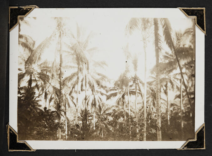 View of tree tops as seen from ground.