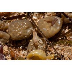 Order Amphipoda, amphipod. Bunurong Marine National Park, Victoria.